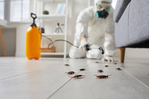 Commercial Kitchen Cockroach Control in Jasper